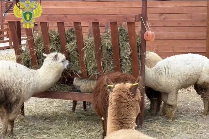 В Казани прокуратура обнаружила нарушения содержания животных в парке альпак