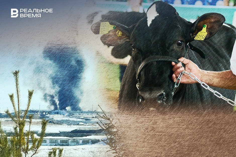 Пастереллез у ворот