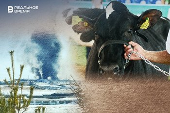 Татарстанские животноводы напуганы «погребальными кострами» на границе с Чувашией