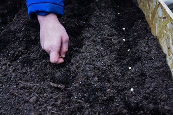 Татарстан попал в число лидеров по заготовке семян для восстановления лесов России