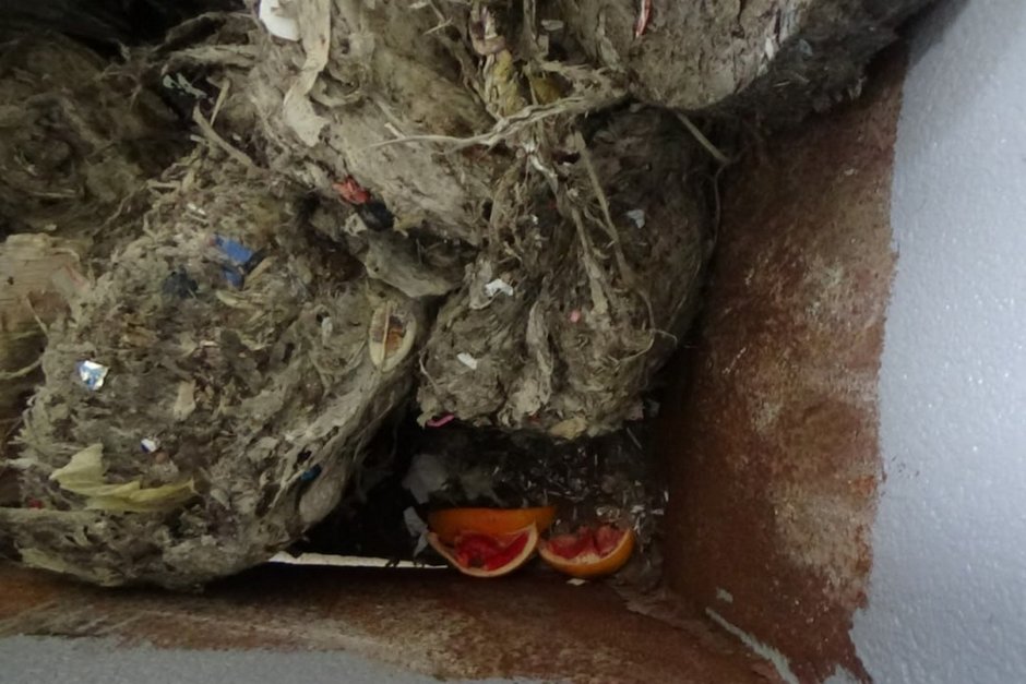 «Водоканал» перед праздничными днями напоминает жителям, что нельзя выбрасывать пищевые отходы в унитаз