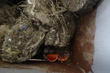 «Водоканал» перед праздничными днями напоминает жителям, что нельзя выбрасывать пищевые отходы в унитаз