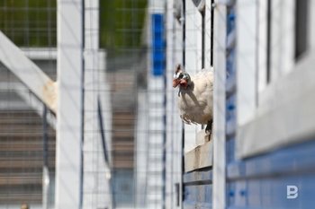 Продажи индейки в России выросли на 17% за полгода