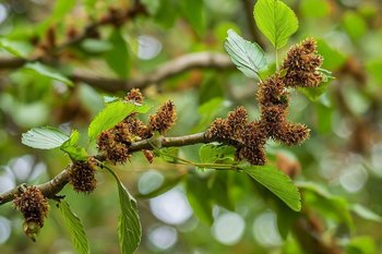 В Казани началось активное цветение березы и ольхи — период обострения для аллергиков