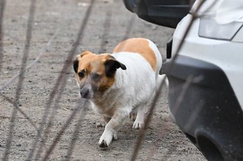 Казанцу, чья собака напала на ребенка в Нагорном, грозит до трех лет тюрьмы