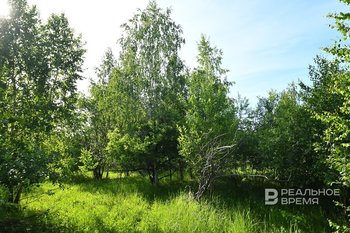 В Татарстане стартовала заготовка семян березы для лесовосстановления
