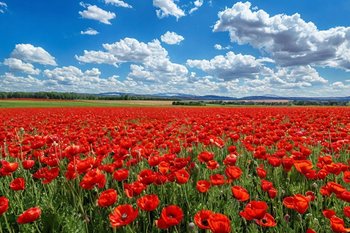 Пенсионерка из Татарстана обвиняется в культивировании мака