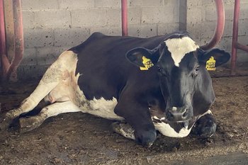 В Татарстане участились случаи бруцеллеза и бешенства среди животных