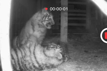 Появилось видео, как спасенных амурских тигрят доставили в Казань