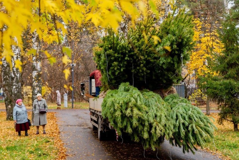 В Казани в парке Урицкого высадили 100 крупномерных сосен