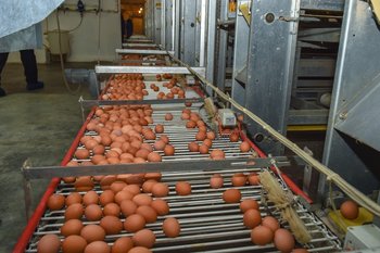 США впервые в истории закупили куриные яйца из России на фоне дефицита