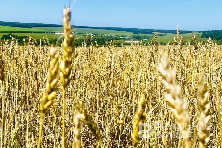 В Татарстане подтвердили качество более 26 тыс. тонн экспортной пшеницы