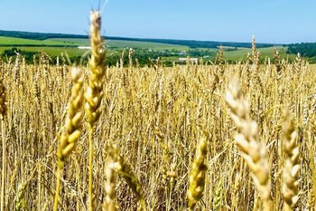 Минсельхоз определил оптимальную цену экспорта российской пшеницы