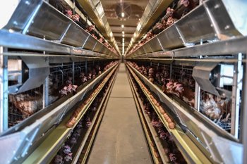 Почему «Ак Барс» не может возобновить экспорт куриных лапок в Китай