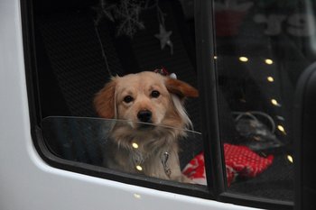 Татарстан вошел в топ-4 pet-friendly регионов России