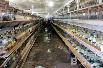 Объем инвестиций в агропромышленный комплекс Татарстана за 5 лет составил 146 млрд рублей