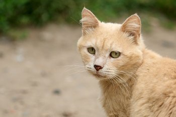 В Госдуму внесли законопроект об обязательной маркировке домашних животных
