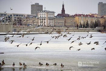 После полувекового перерыва в Казани ждут потомства редкого сокола-балобана