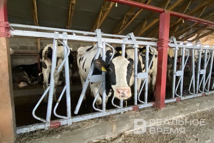 В Сармановском районе Татарстана ввели карантин по бешенству