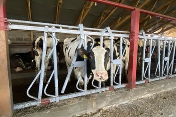 В Сармановском районе Татарстана ввели карантин по бешенству