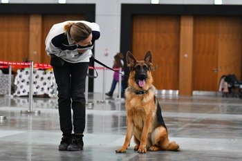 В Казани зарегистрировали более 5,3 тысячи собак