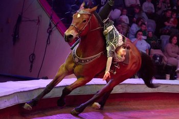 В Госдуму внесли законопроект о запрете приобретения новых животных для цирков