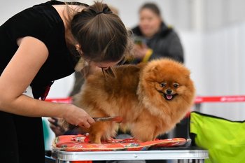 В поселках Казани 25 и 26 апреля откроют пункты вакцинации животных