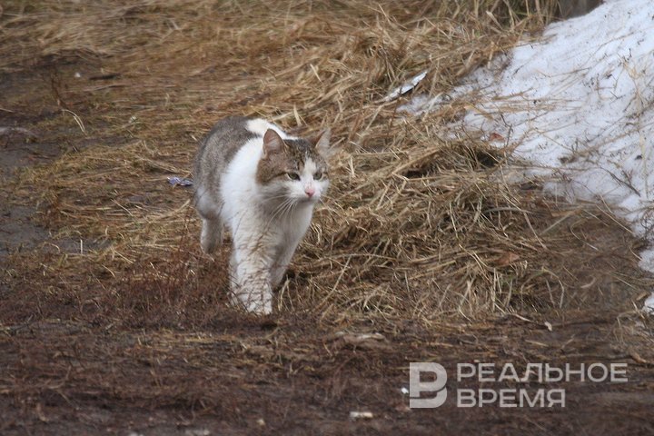 В Татарстане чаще всего теряются овчарки и Барсики