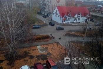 Собаки атакуют: в Татарстане фиксируется в среднем 17 нападений бездомных псов в день