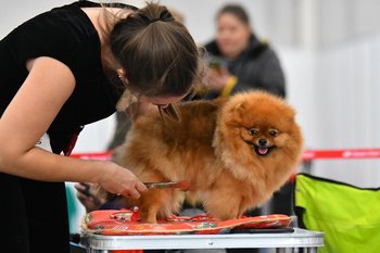 Казанцы спасают животных от жары: спрос на грумеров вырос почти в 3 раза