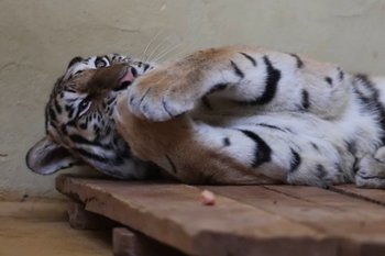 В Казанском зооботсаду стартовал конкурс имен для амурских тигров