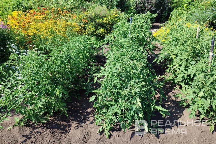 Татарстан приступил к уборке масличных и овощных культур