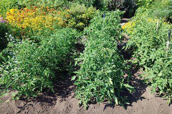 Татарстан приступил к уборке масличных и овощных культур