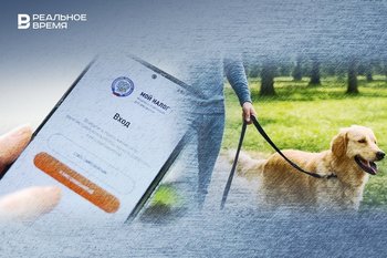 Штрафы вместо предупреждений, автоматизация вычетов и налог на выгул собак