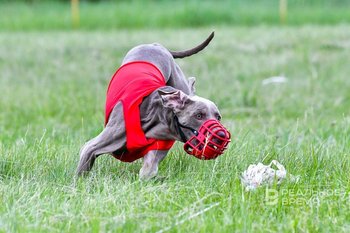 В Совфеде предложили ввести уголовную ответственность за самовыгул собак