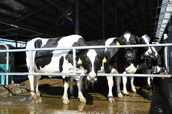 В Елабужском районе сняли карантин по бешенству животных