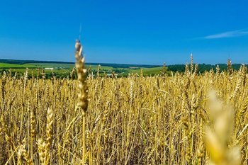 Прогноз: урожай пшеницы в России в 2025 году превысит прошлогодний на 2,3%