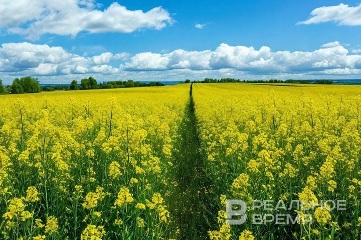 В Татарстане началась уборка озимого рапса, посевная кампания озимых стартует через 2—3 недели