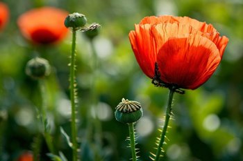 В Лениногорском районе задержан «фермер», выращивавший мак на своем участке