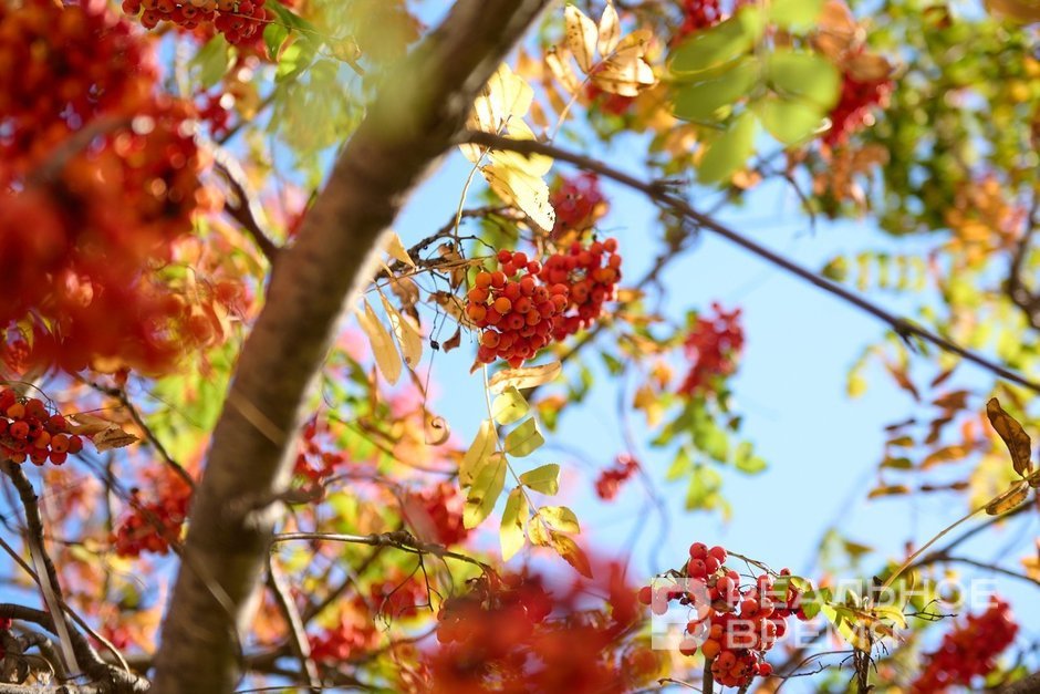 Костры рябин зажглись в Казани третьего сентября.