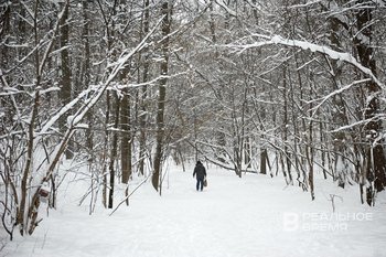 Бизнесмены не спешат покупать у Минлесхоза Татарстана лесные насаждения