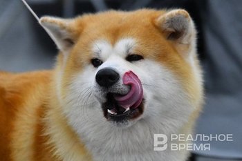 Депутат Госдумы предложил выплачивать пенсионерам пособие на содержание животных