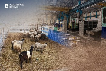 Тактика выживания: почему татарстанский бизнес «съеживается»