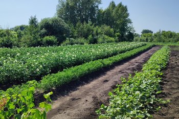 Росреестр зафиксировал популярность программы сельской ипотеки в ПФО и ЦФО: Татарстан попал в пятерку лидеров