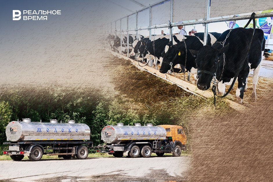 Молоко без коров: в Татарстане вновь сокращается дойное стадо