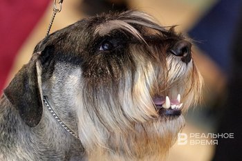 Стоимость содержания собаки в Татарстане может доходить почти до полумиллиона рублей