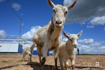 В Теньковском сельском поселении Татарстана введен карантин из-за бешенства