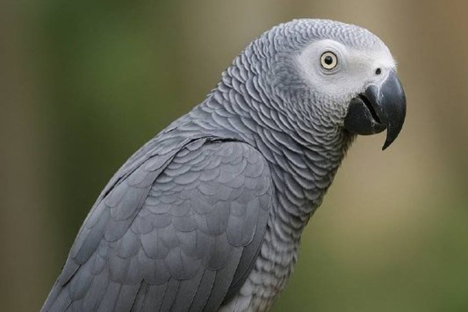 В Татарстане оштрафовали контрабандиста за ввоз редких попугаев