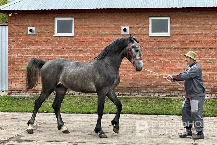В Казани завершено подключение первой очереди конного комплекса