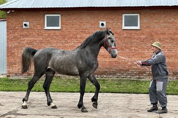 В Казани завершено подключение первой очереди конного комплекса